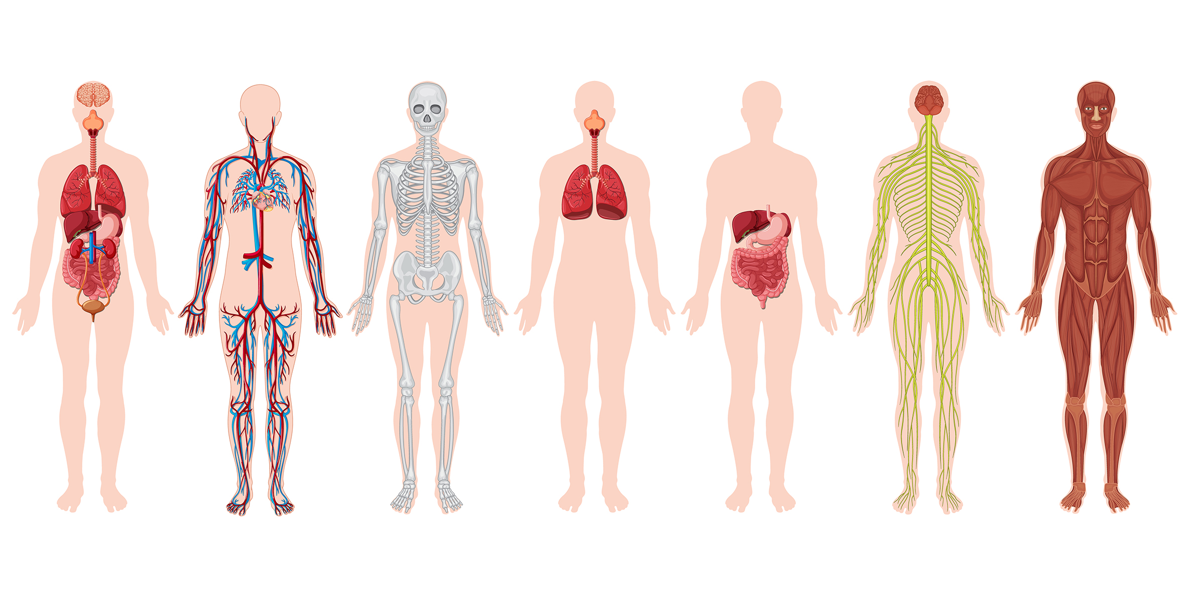 Kosmetik Akademie Engel - Fachkunde Anatomie und Physiologie - Bild von Körpern